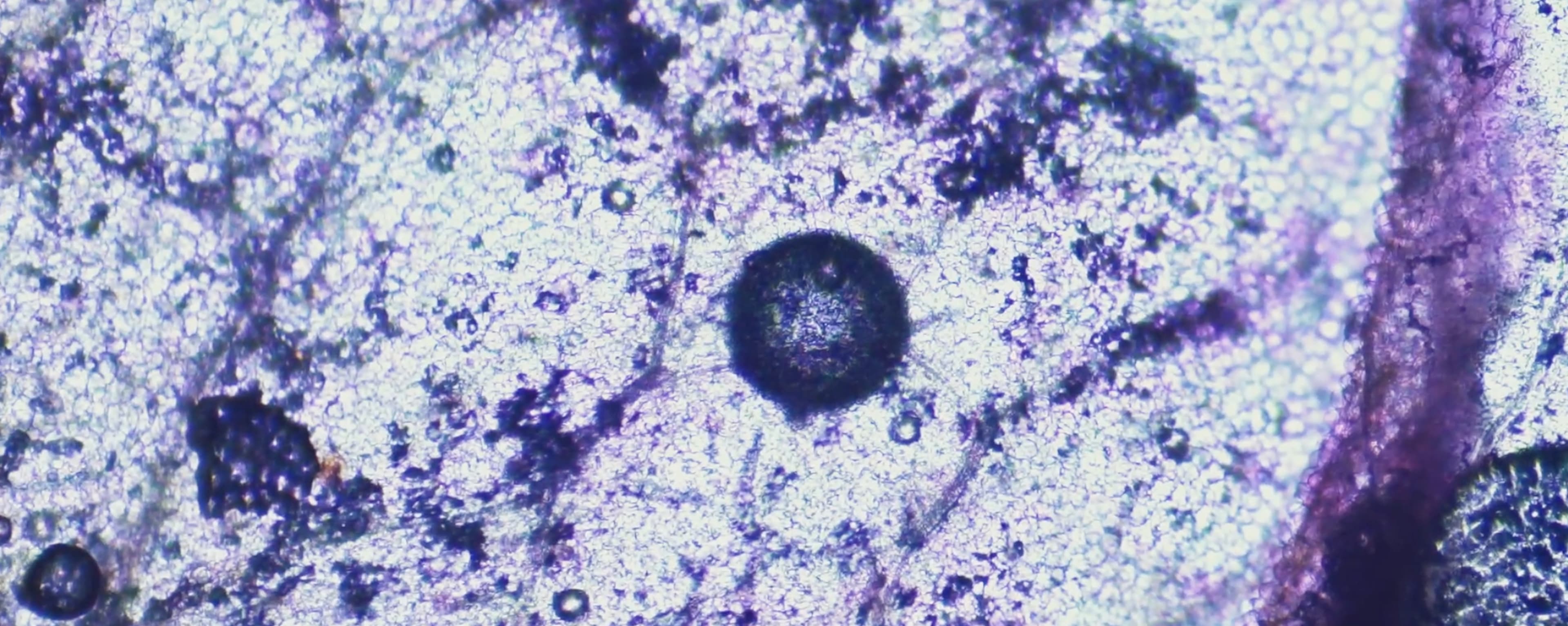 Stem Cell Microscopy