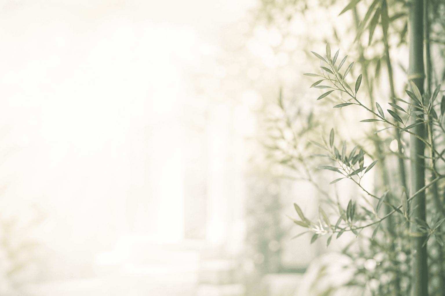 Soft, blurred bamboo and olive branches in brand green inside a bright, sunlit medical office.